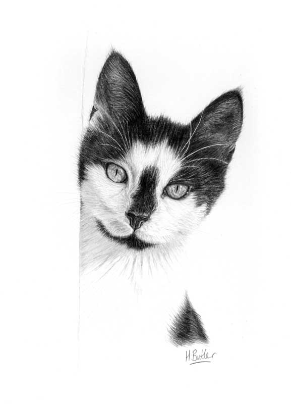 cat pencil portrait